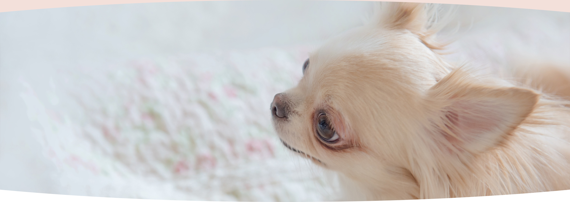 犬の美容室リトルギャングイメージ-2