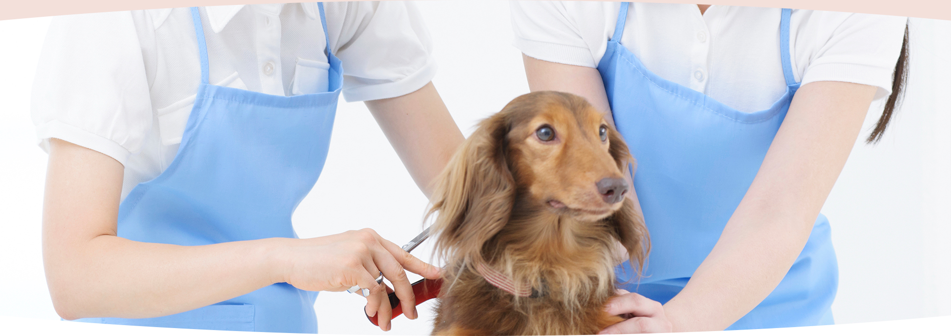 犬の美容室リトルギャングイメージ-3